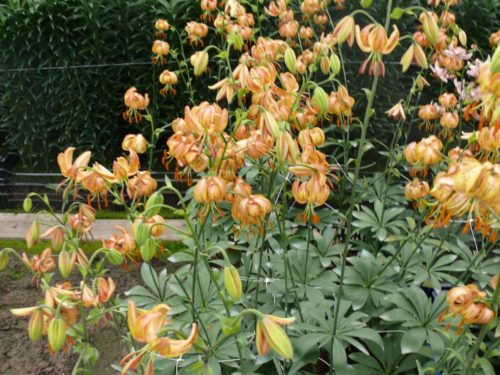 Lilium martagon Peppard Gold