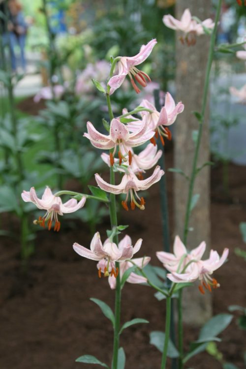 Lilium martagon Pink Morning