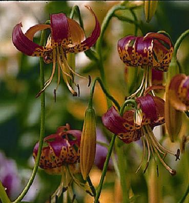 Lilium pardalinum.