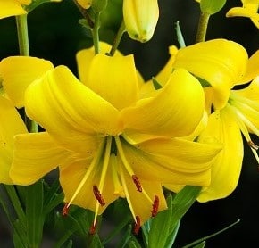 Lilium pearl melanie s