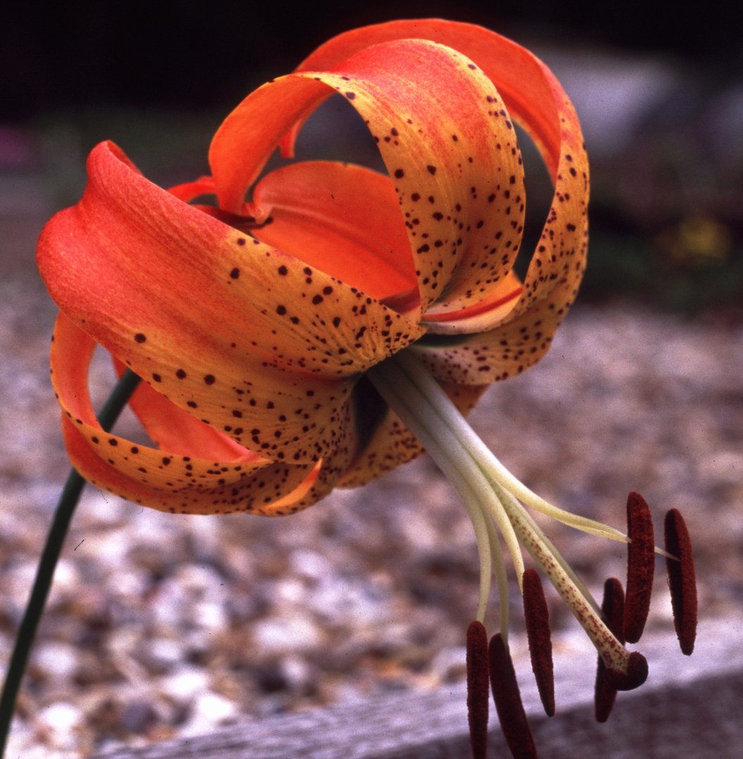 Lilium superbum
