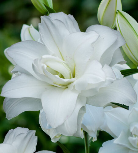 Lotus Pure 2592&#215;3888 (1)