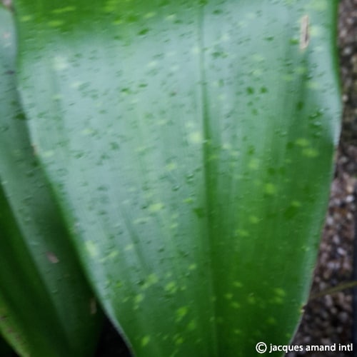 LuridaSpottedLeaves