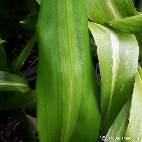 LuridaStripedLeaves