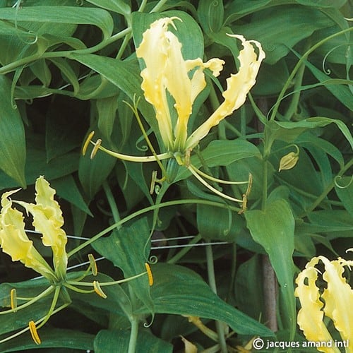 Lutea