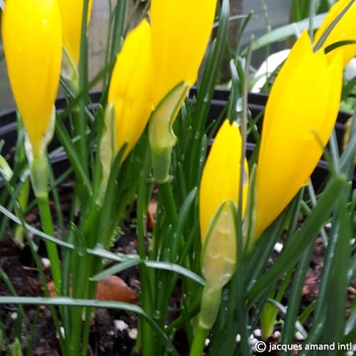 Lutea