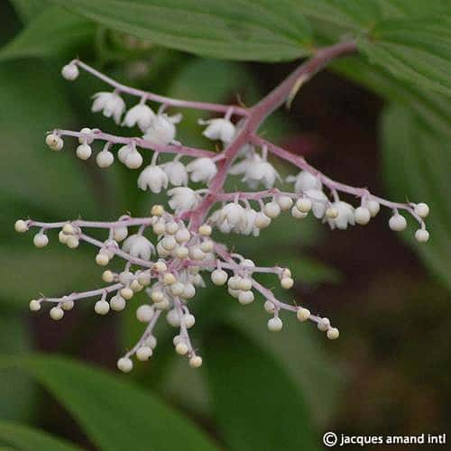 (Maianthemum)-Oleraceum