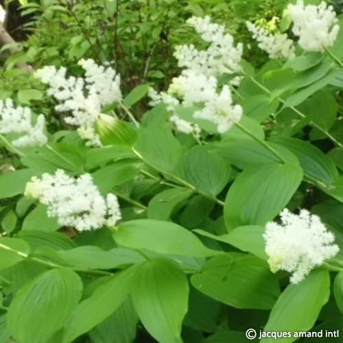 (Maianthemum)-Racemosa