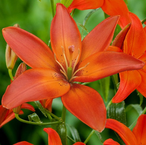 Mandarin Star square