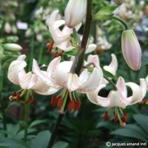 Martagon-Albiflorum