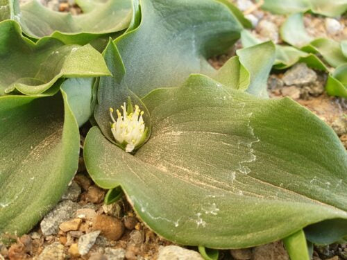 Massonia bredasdorpensis