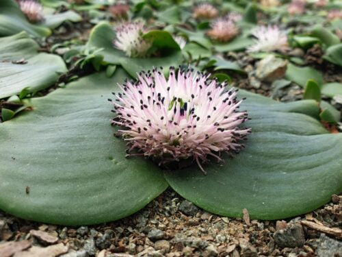 Massonia huttonii .bedford f