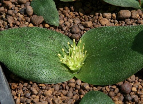 Massonia latebrosa f