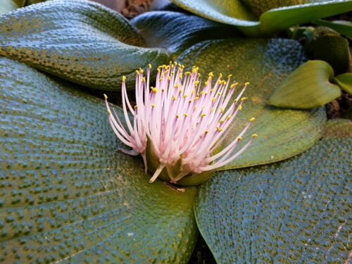 Massonia longipes