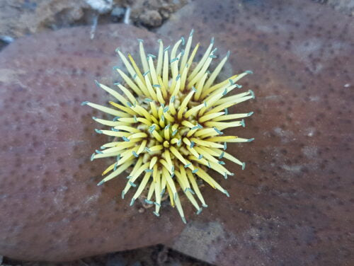 Massonia mimetica f