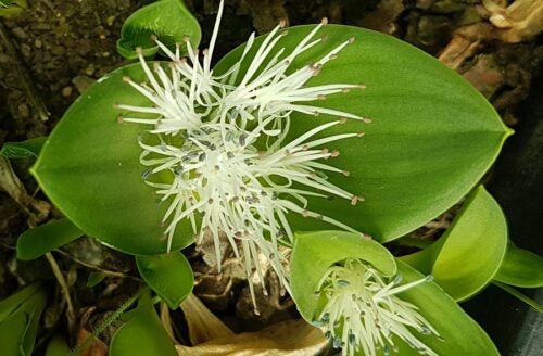 Massonia pygmaea sp kammiesbergensis