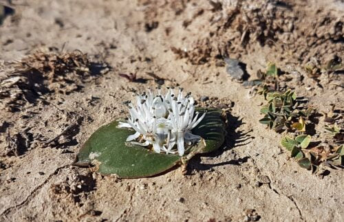 Massonia roggeveldensis K-roggev