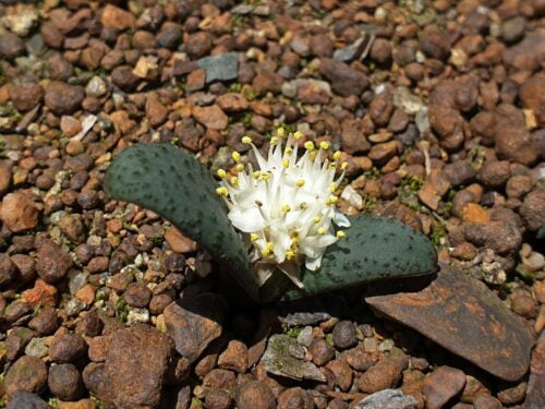 Massonia saniensis