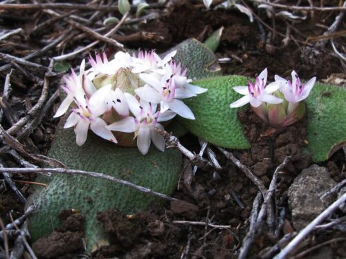 Massonia sempervirens 2f