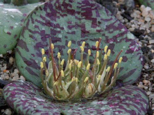 Massonia sp. outeniquas ff