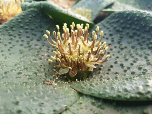 Massonia thunbergiana &#8216;heavily pustulated&#8217; f