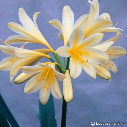 Miniata-Var.-Citrina