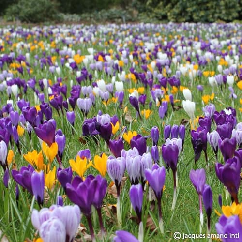 Mixed-Large-Flowering