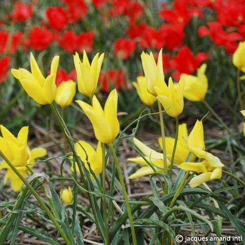 Montana-Yellow-Form