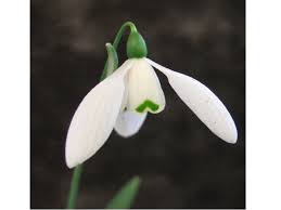 &#8216;Mrs McNamara&#8217;
