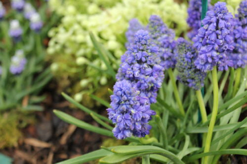 Muscari Blue Spike_8614 (2)