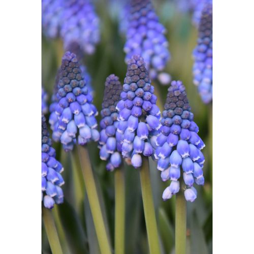 Muscari Carola_9506 (1)