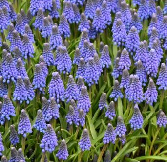 Muscari Lindsay_9800 (4)