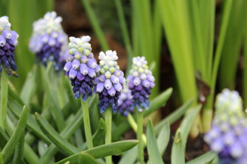 Muscari Touch of Snow_8617 (7)