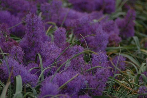 Muscari comosum