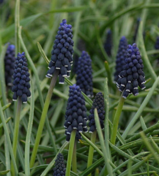 Muscari-neglectum-612-e1532616824598-768&#215;764
