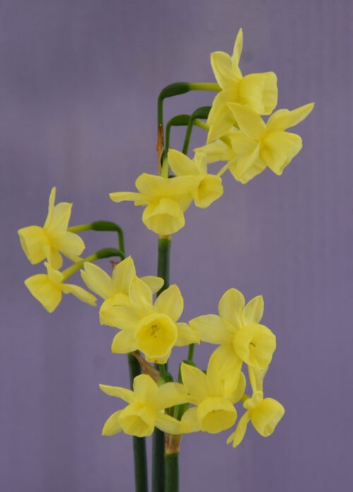 Narcissus Angel&#8217;s Breath_5675 (2)