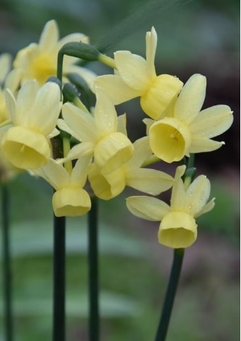 Narcissus Angels Whisper