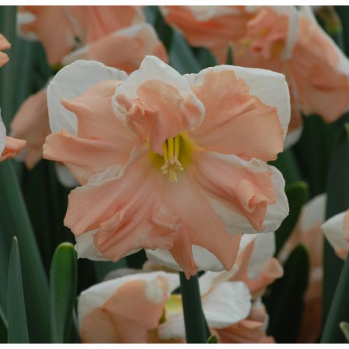 Narcissus Apricot Whirl_0692