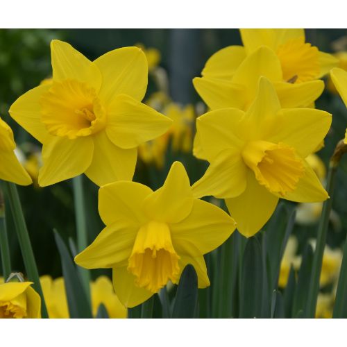 Narcissus Arctic Gold_0290 (1)