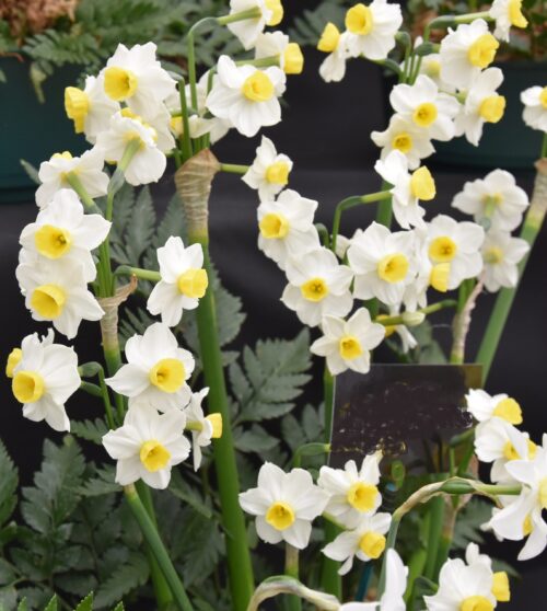 Narcissus Avalanche_2343 (2)