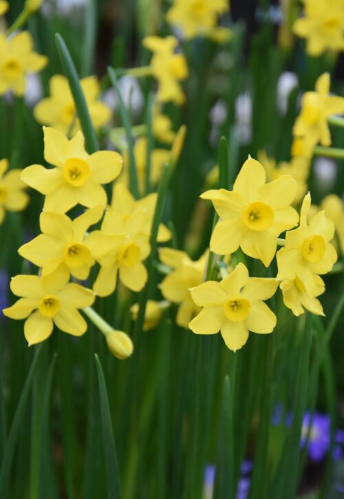 Narcissus Baby Boomer_0857 (2)