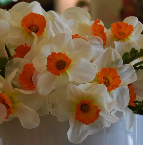 Narcissus Barret Browning_0474 (2)