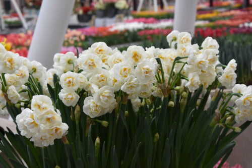 Narcissus Bridal Crown_1140 (1)