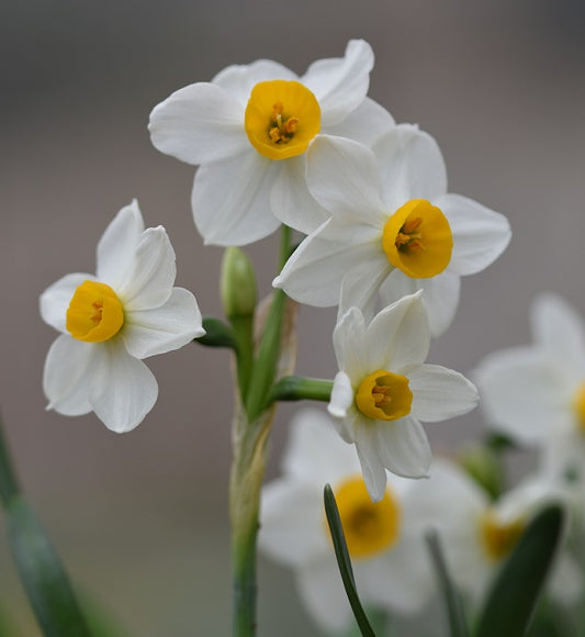 Narcissus Chinese Sacred Lily cat