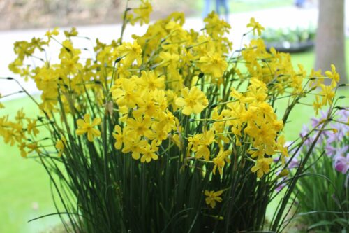 Narcissus Cordubensis_8862
