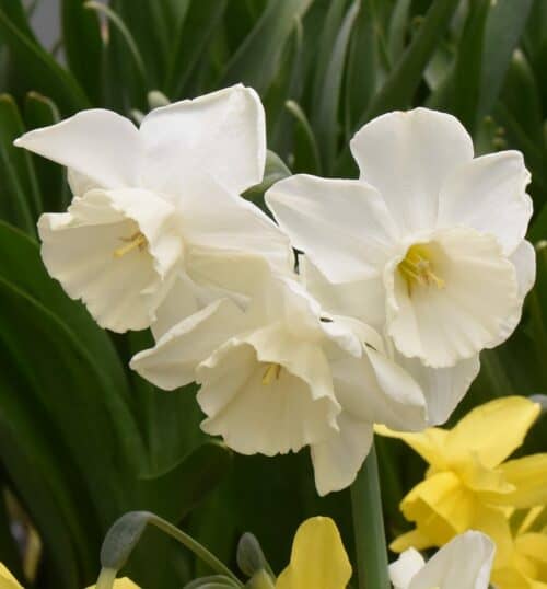 Narcissus Elvins Voice_3732 (4)