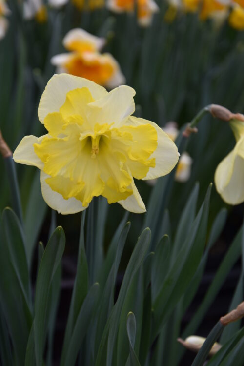 Narcissus Frileuse_0256