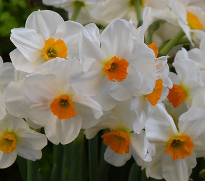 Narcissus Geranium sq