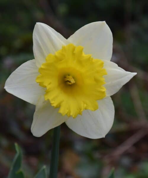 Narcissus Goblet_2050 (4)