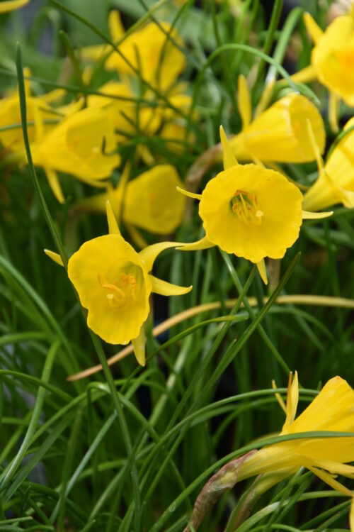 Narcissus Golden Bells_0923 (2)